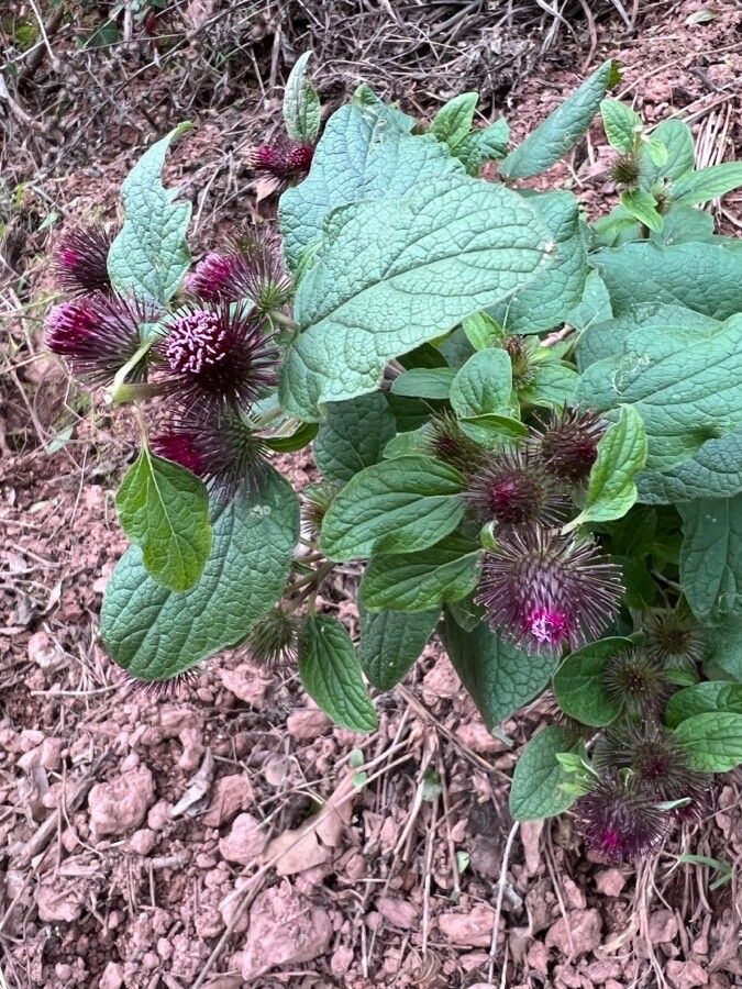 Arctium tomentosum flower
