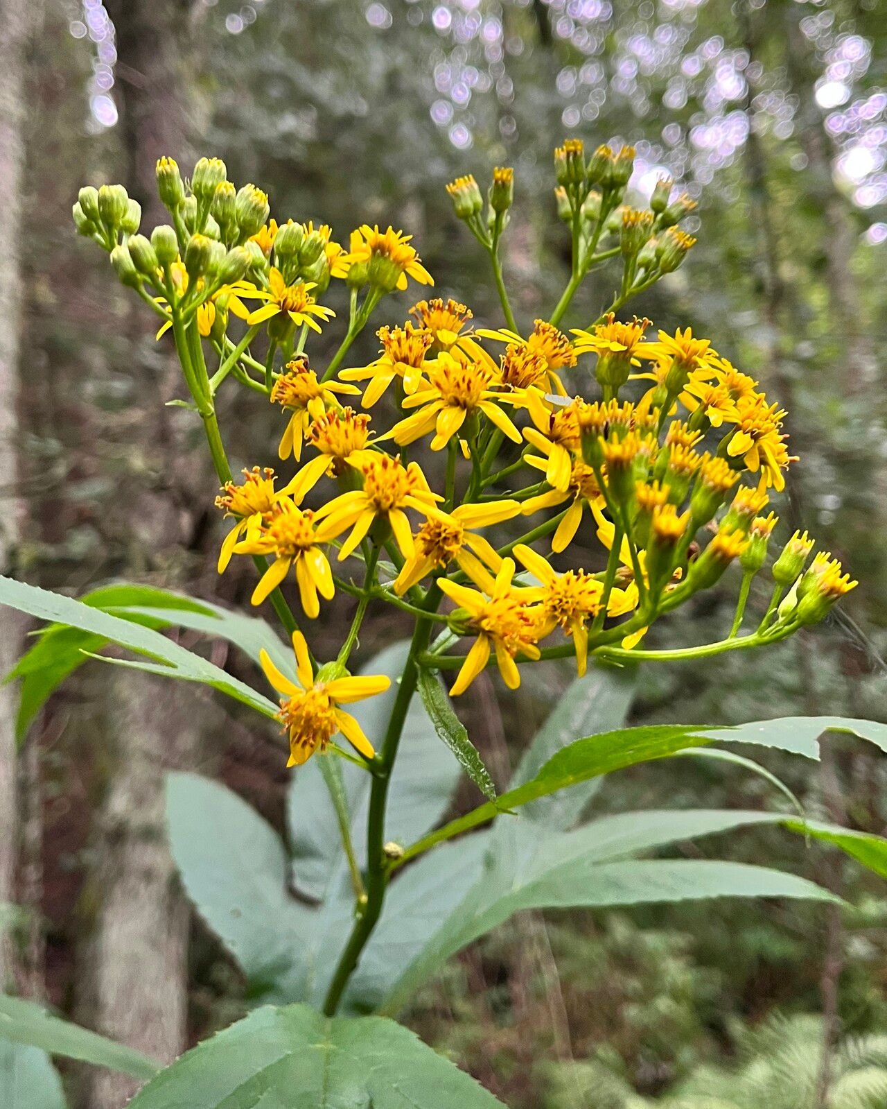 Jacobaea cannabifolia flower