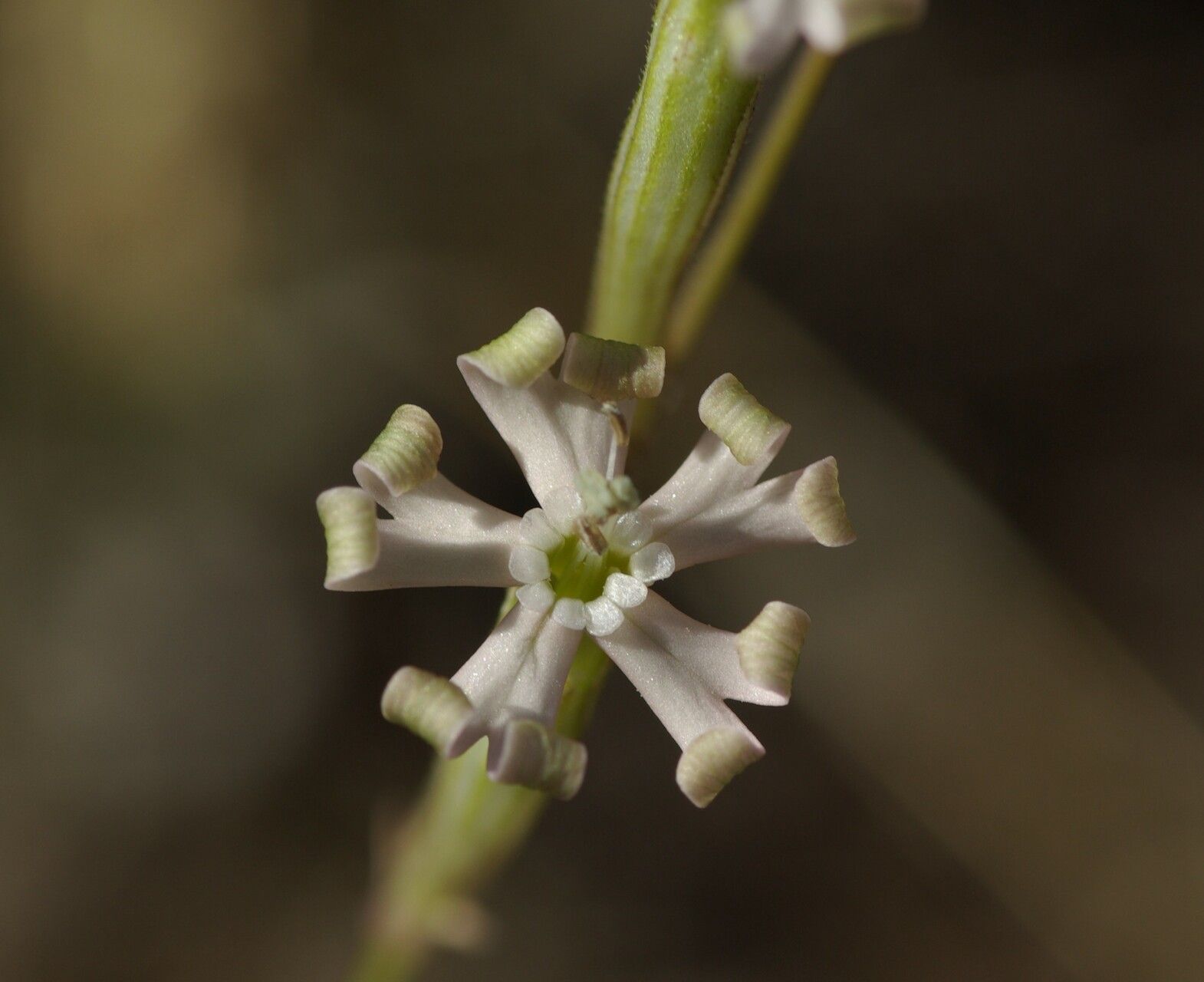 Silene legionensis — houseplant care guide