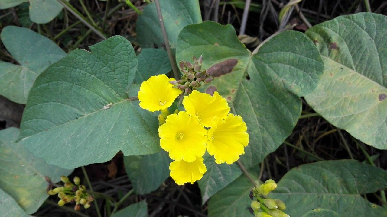 Merremia umbellata — search result for 'Merremia'