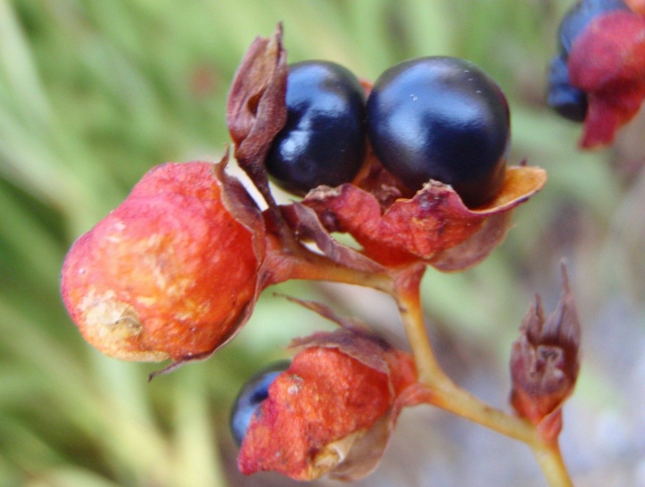 Crocosmia masoniorum fruit