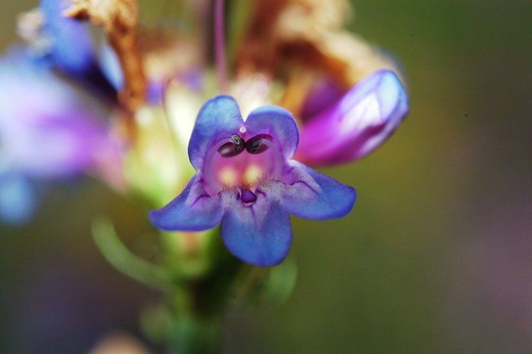 Penstemon euglaucus flower