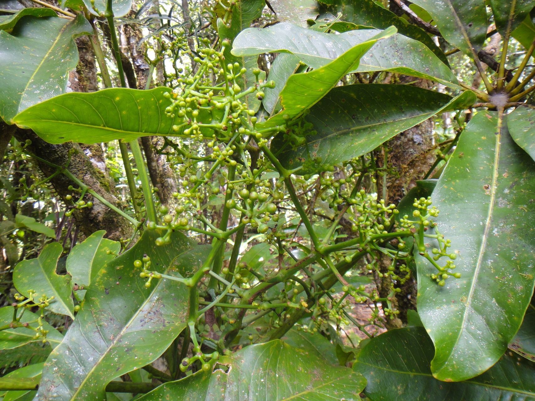 Plerandra leptophylla habit