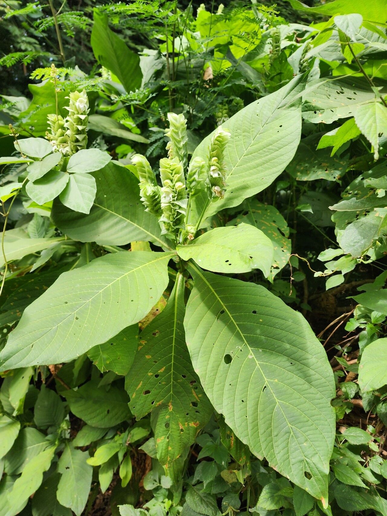 Justicia engleriana leaf