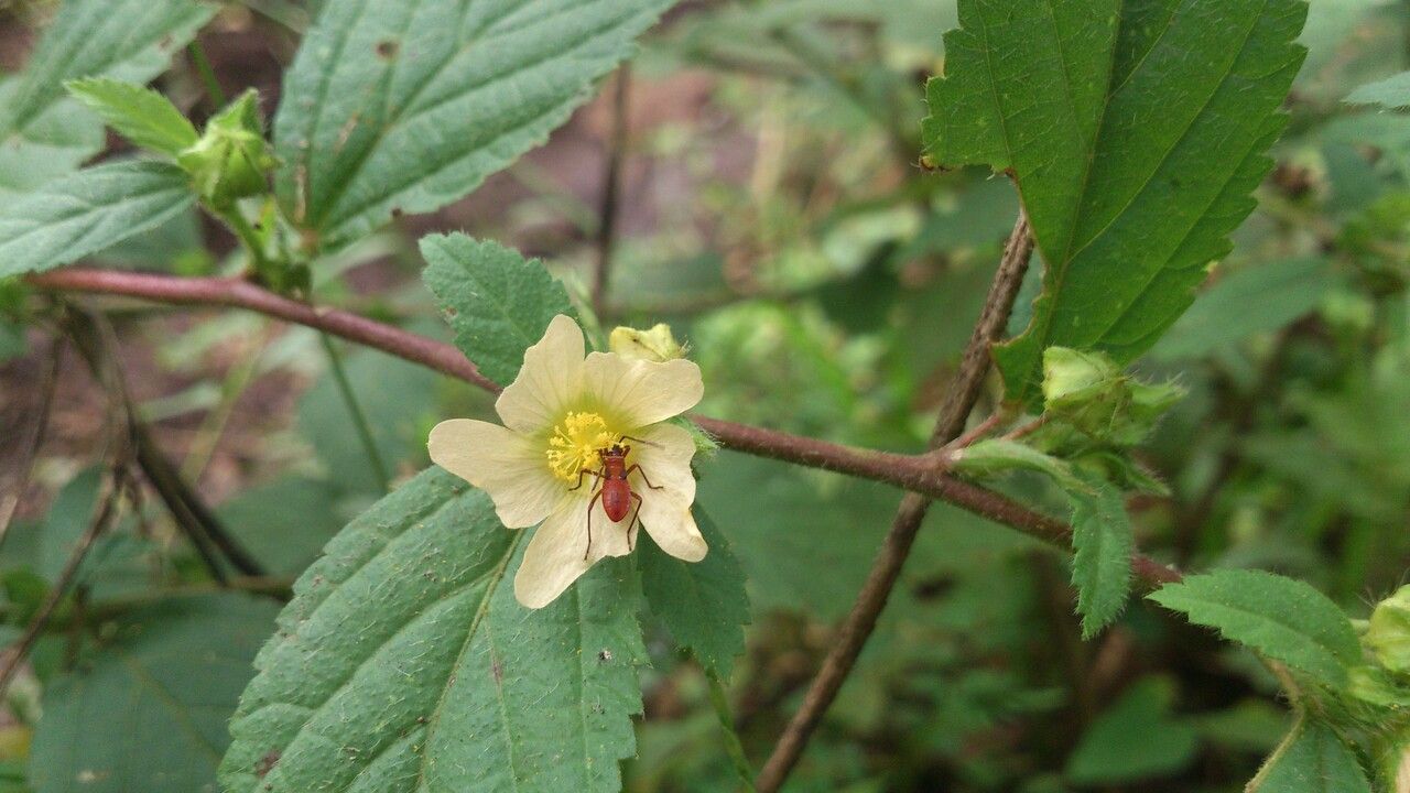 Sida ulmifolia — search result for 'Sida'