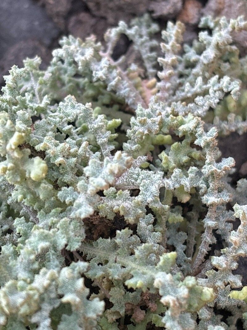 Reichardia crystallina leaf