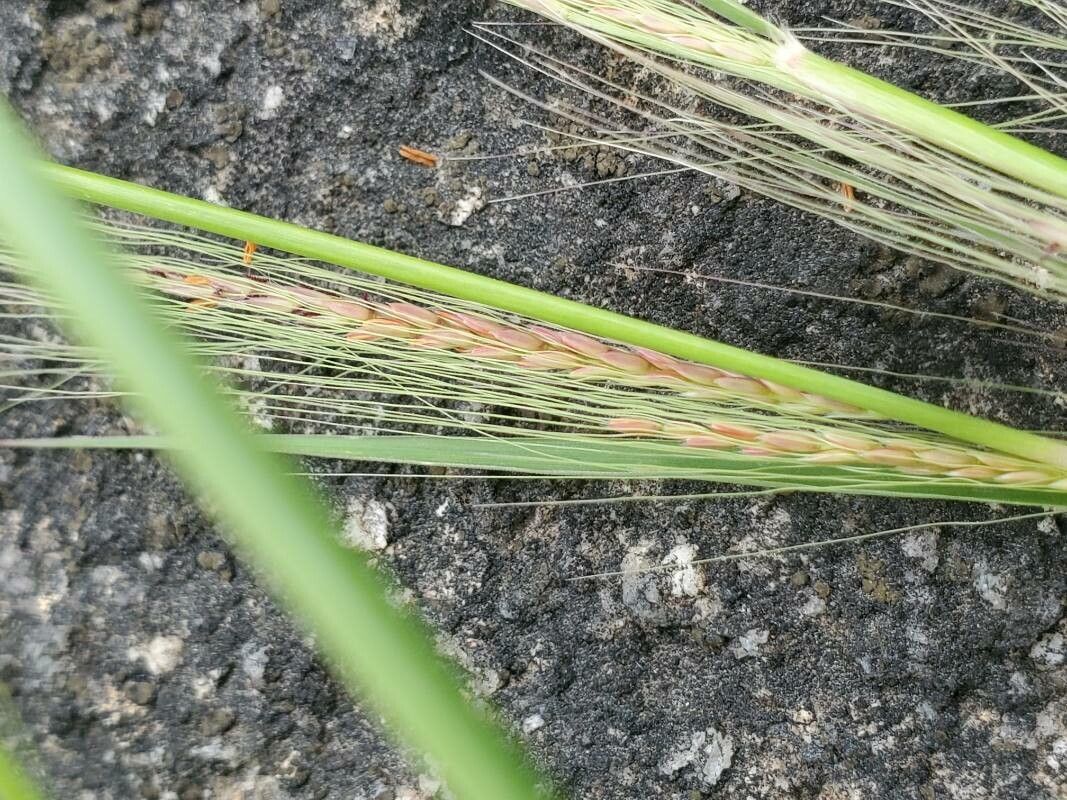 Cenchrus unisetus flower