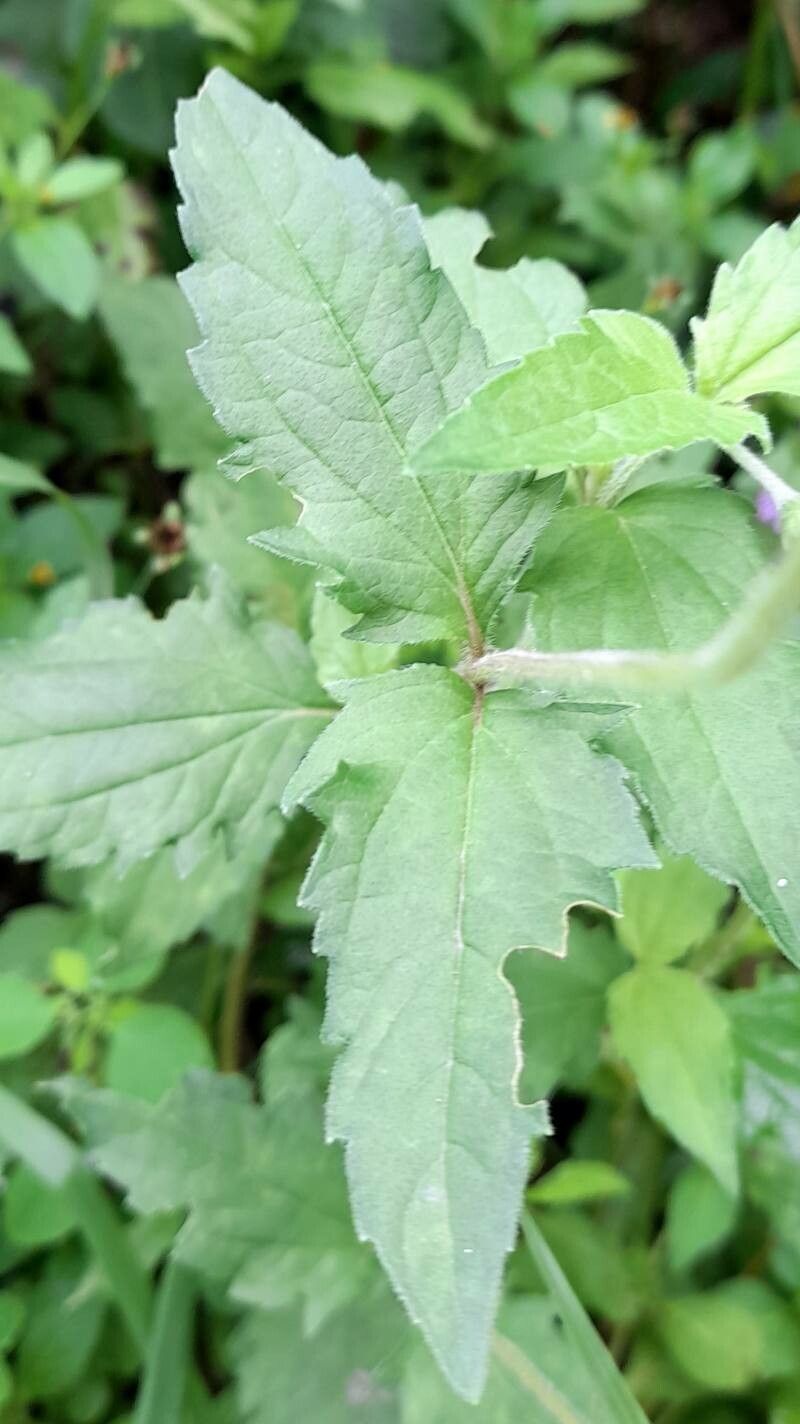 Acmella alpestris — related species from the same genus