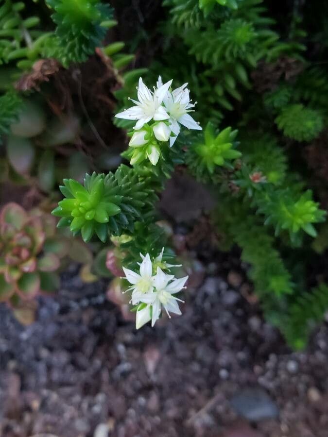 Villadia batesii flower