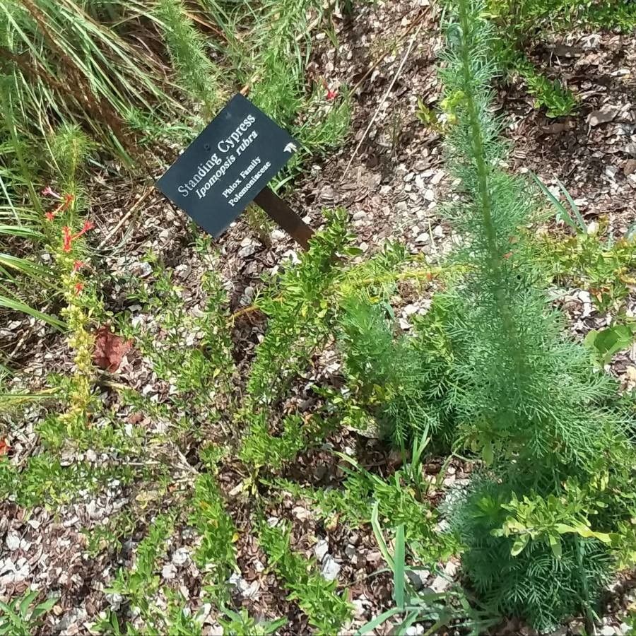 Ipomopsis rubra leaf