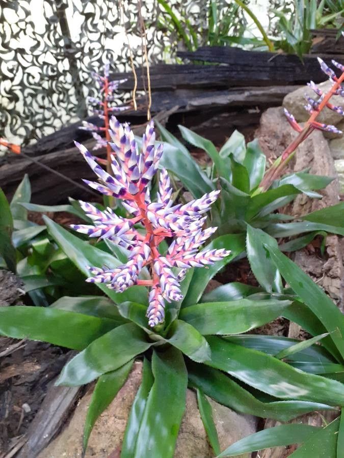 Aechmea weilbachii flower