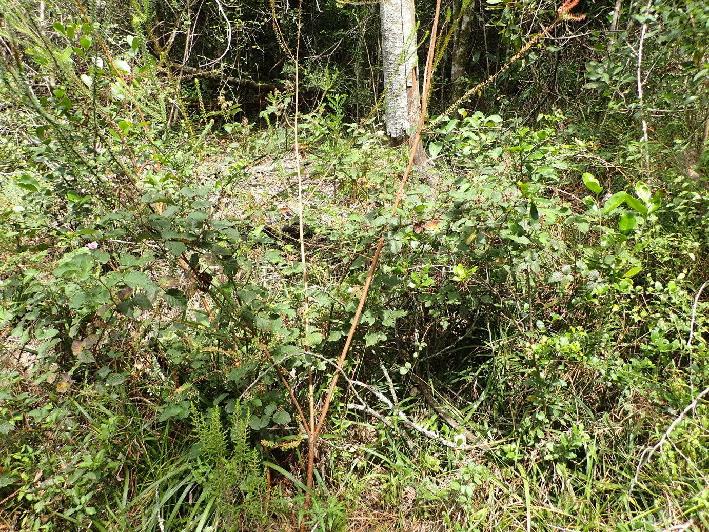 Rubus rigidus habit