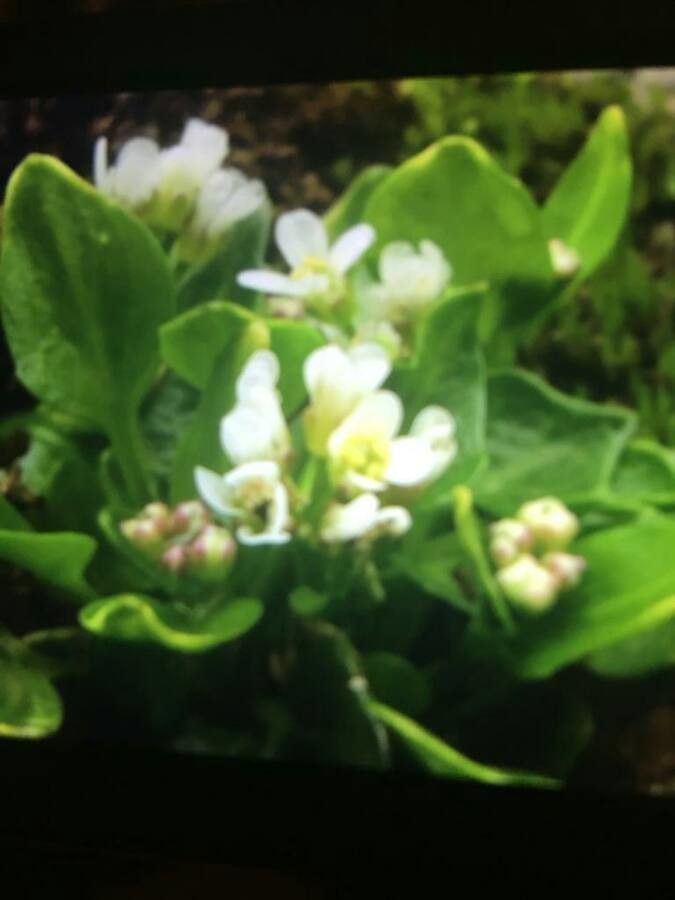 Cochlearia pyrenaica — houseplant care guide