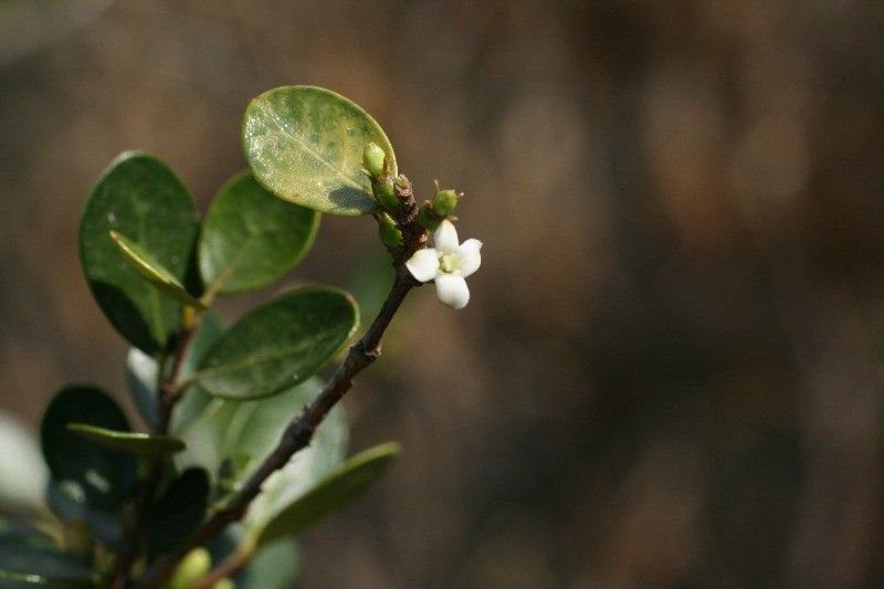 Fernelia buxifolia flower