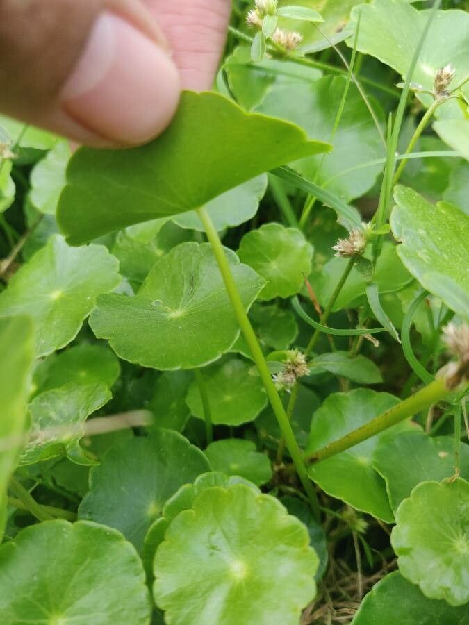 Hydrocotyle verticillata bark