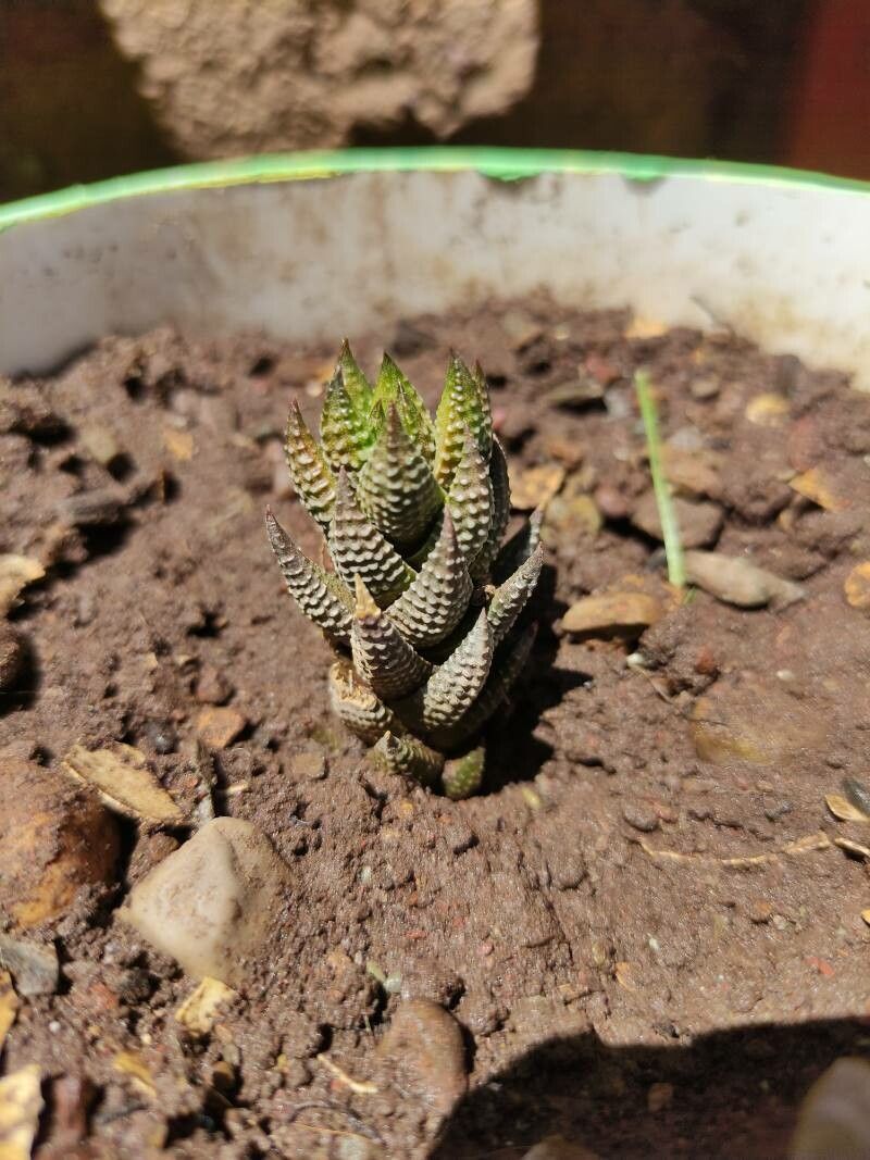 Haworthiopsis reinwardtii bark