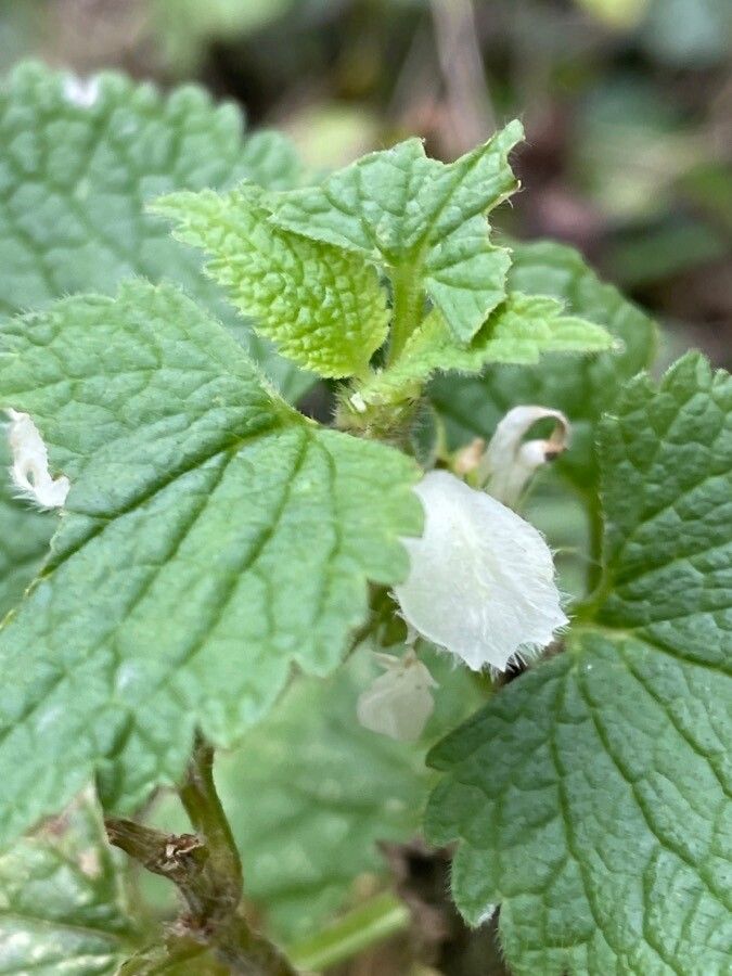 Lamium album