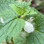 Lamium album