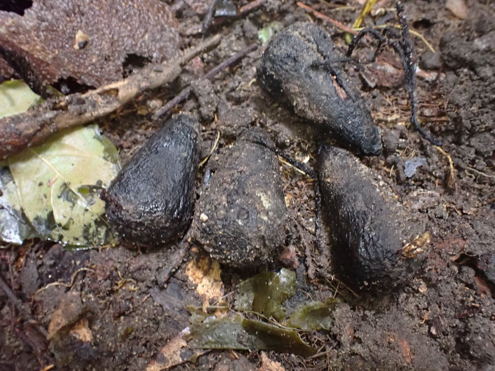 Schrebera arborea — related species from the same genus