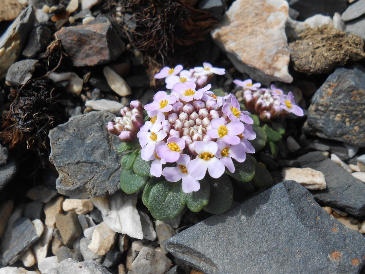 Iberis spathulata — search result for 'Iberis'