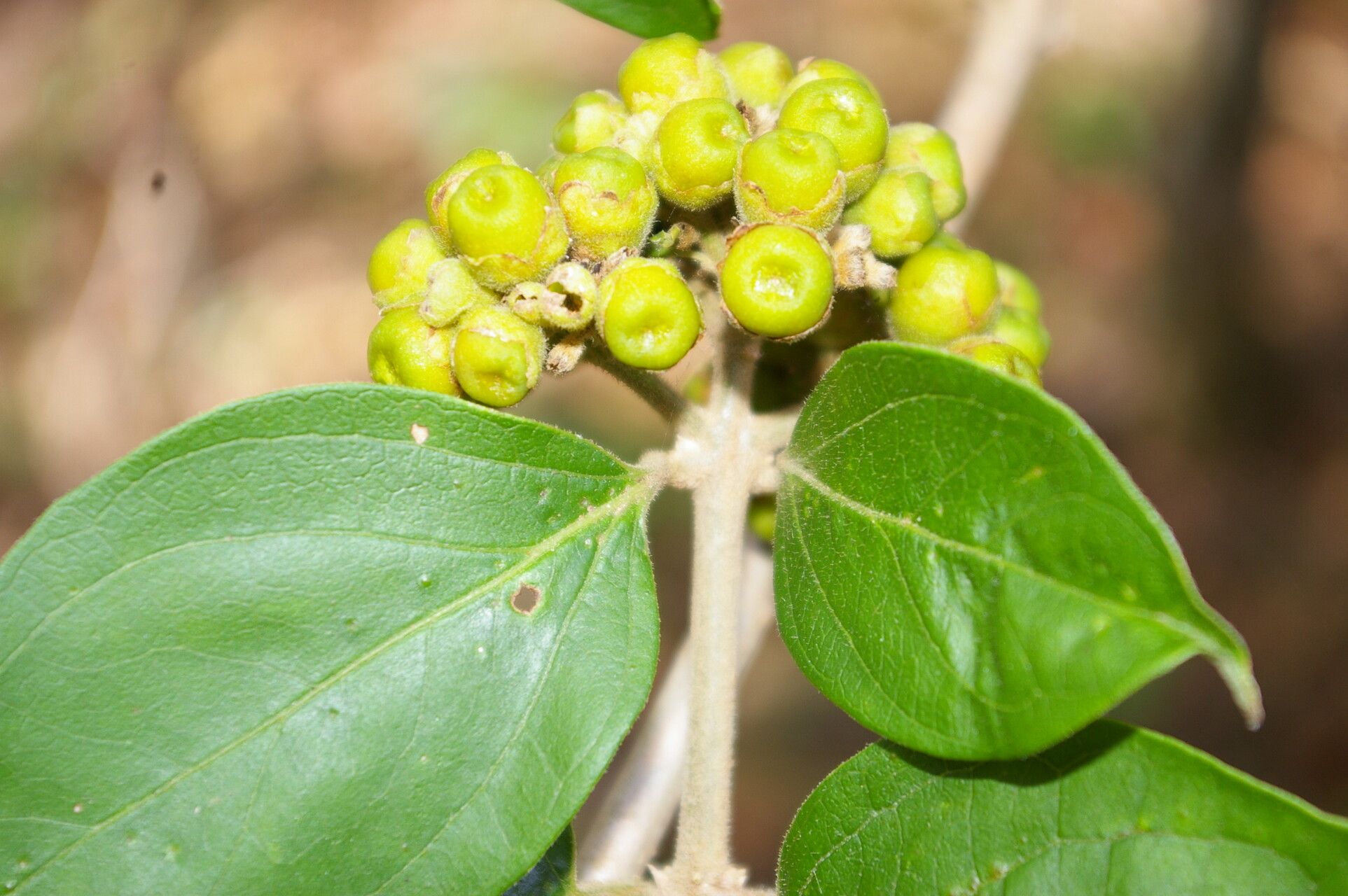 Aegiphila deppeana fruit