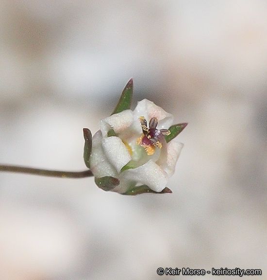 Nemacladus glandulifer flower