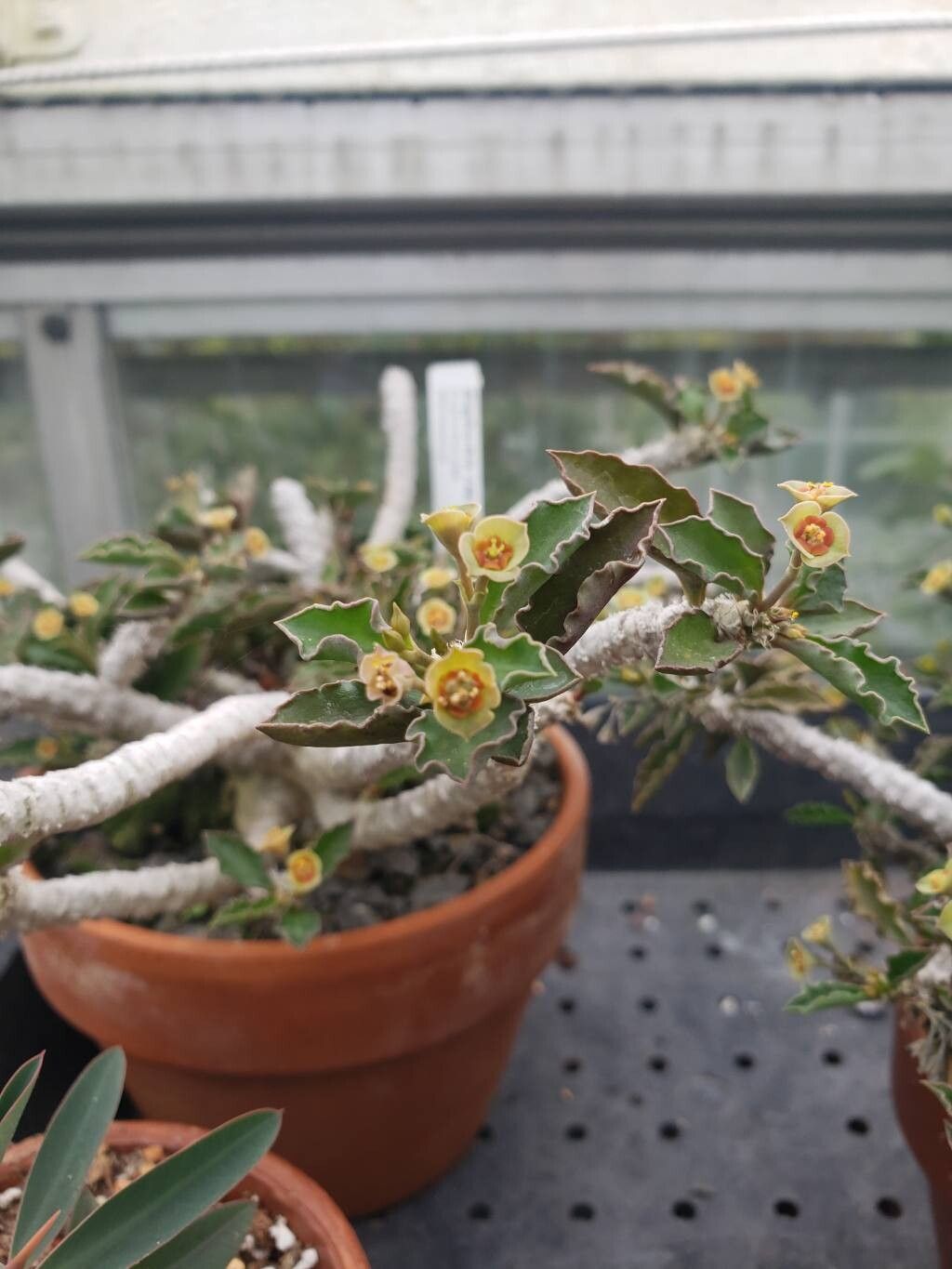 Euphorbia cap-saintemariensis flower
