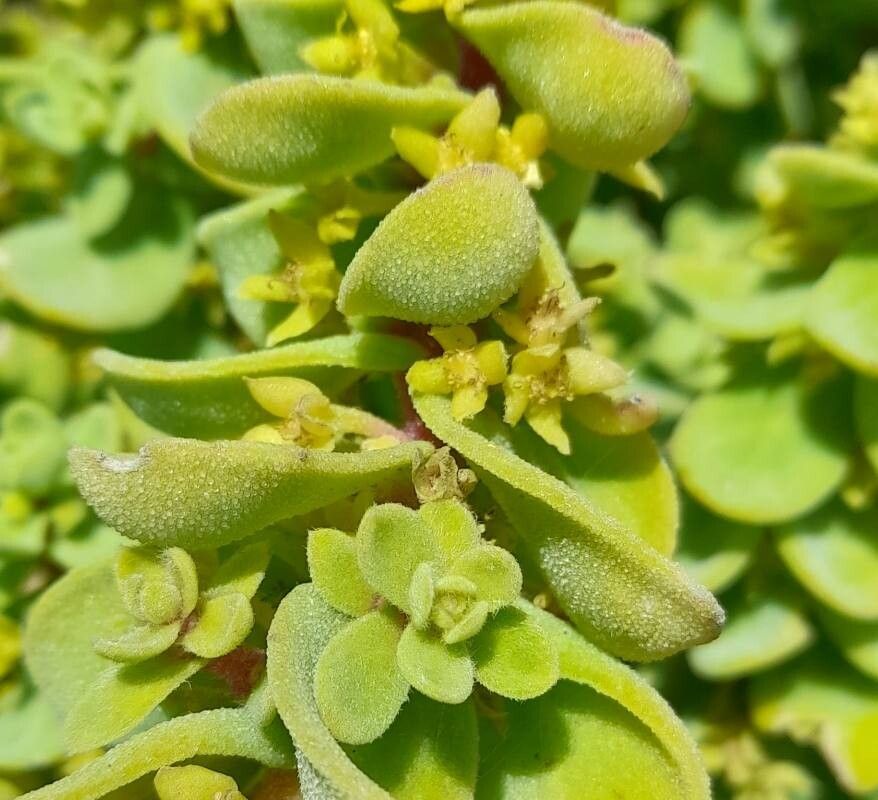 Tetragonia maritima flower