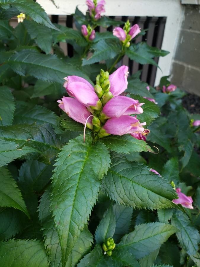 Chelone lyonii flower