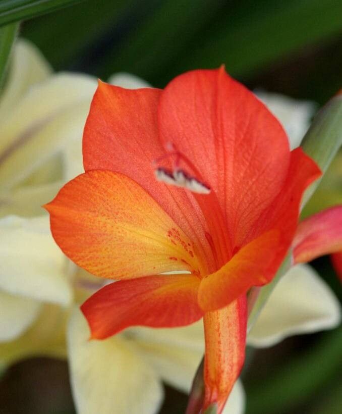 Gladiolus merianellus — search result for 'Gladiolus'