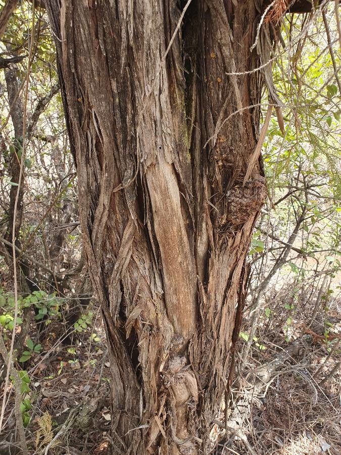 Juniperus procera bark