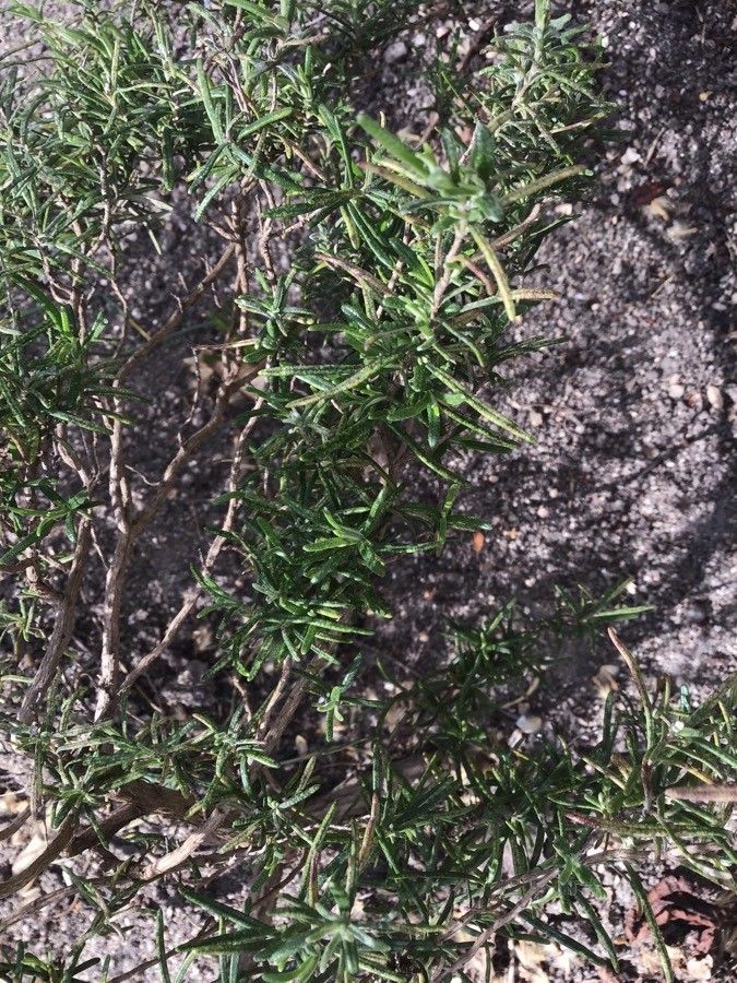 Rosmarinus × lavandulaceus