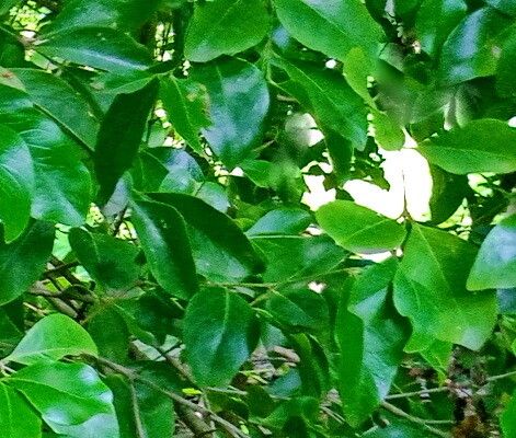 Pleurostylia opposita — search result for 'Celastraceae'