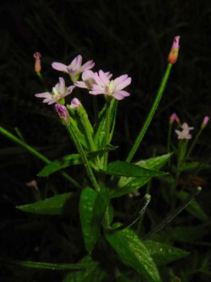 Epilobium alpestre
