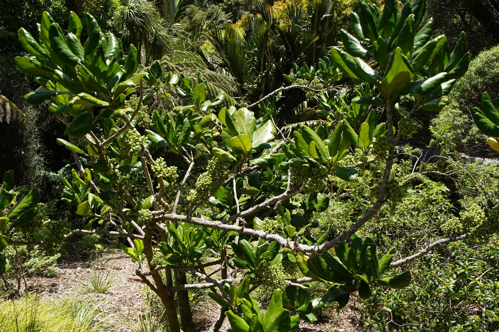 Pennantia endlicheri habit