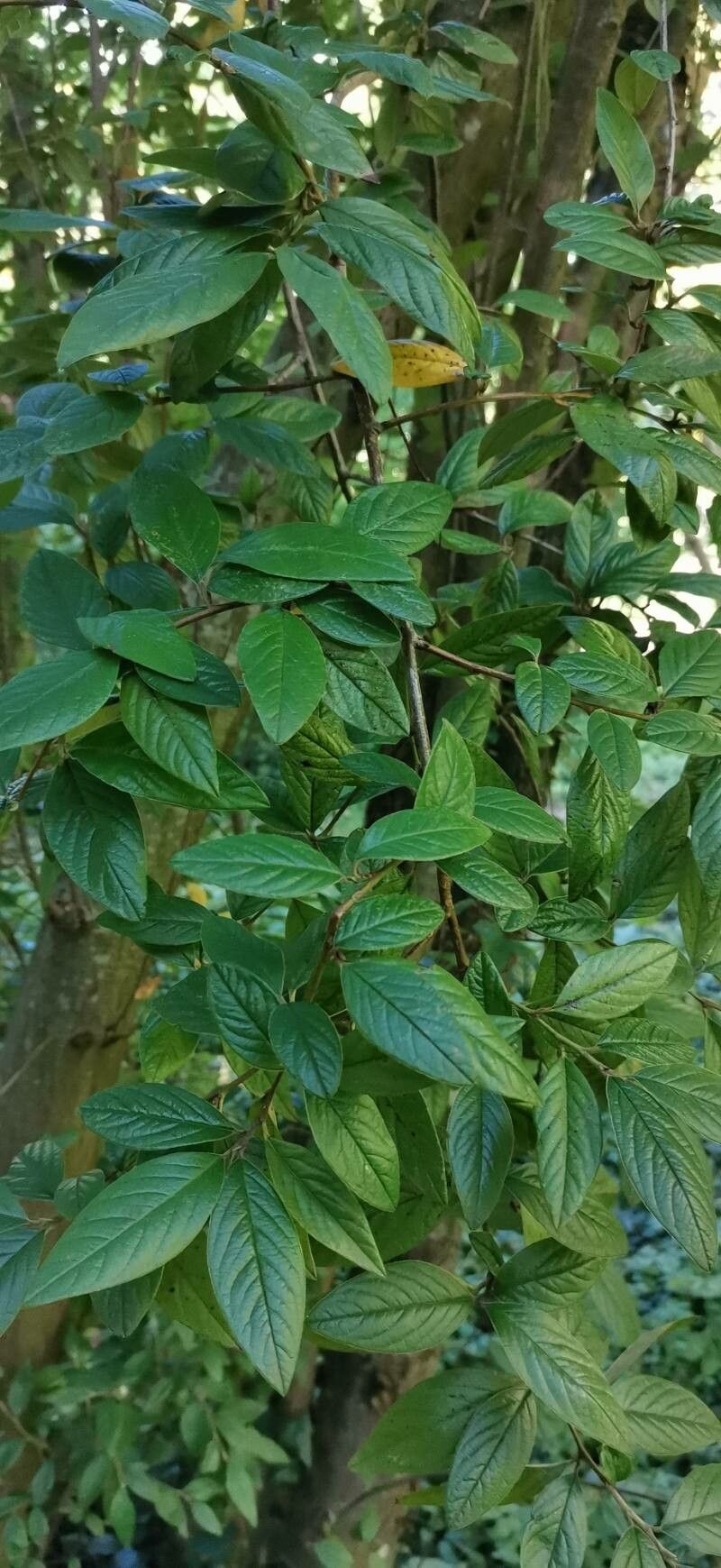 Cotoneaster floccosus — houseplant care guide