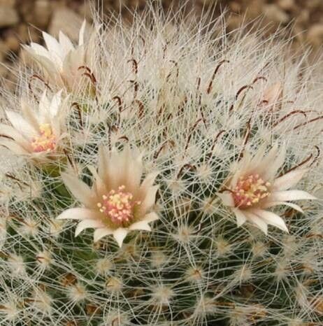 Mammillaria scheinvariana — houseplant care guide