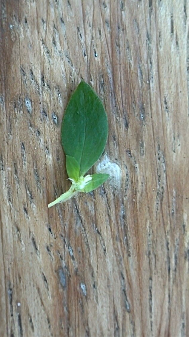 Spermacoce exilis leaf
