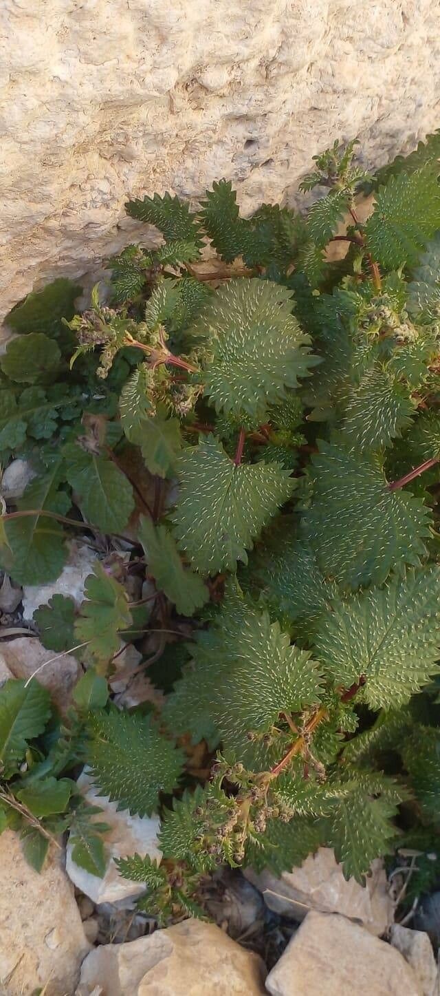 Urtica fragilis — search result for 'Urtica'