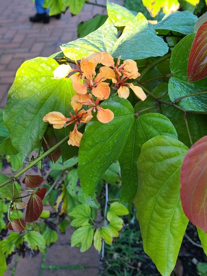 Bauhinia semibifida flower