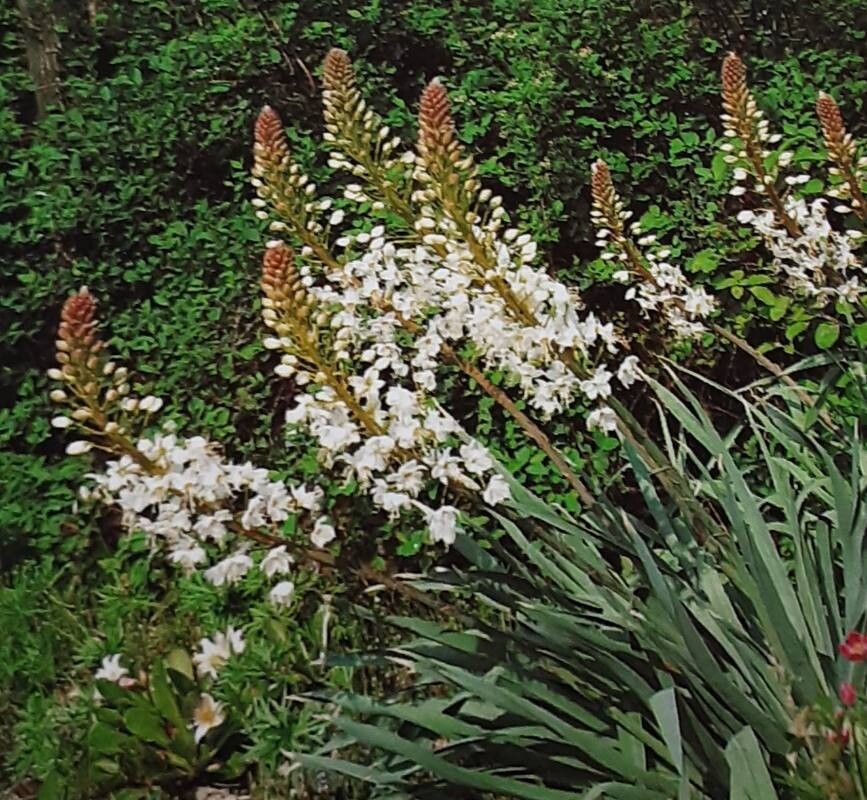 Eremurus lactiflorus — related species from the same genus