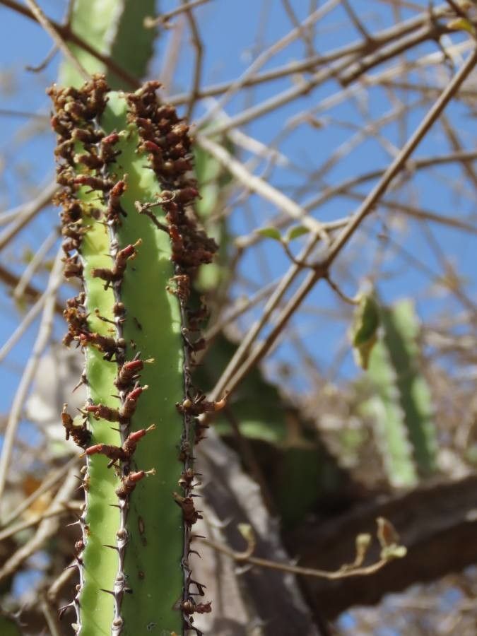 Euphorbia scarlatina — houseplant care guide