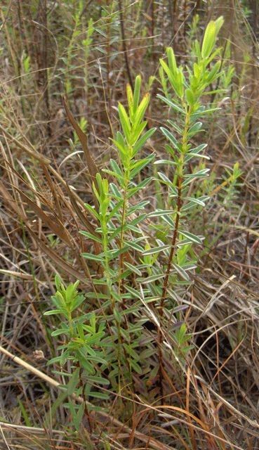 Hypericum cistifolium habit