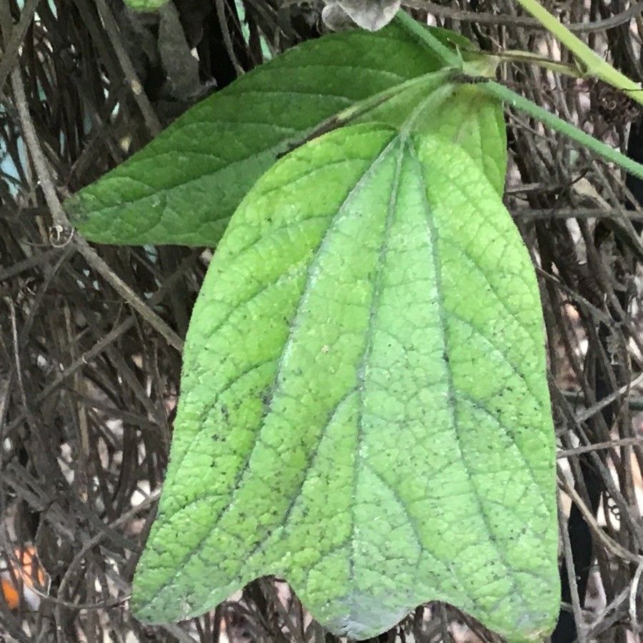 Passiflora kermesina — houseplant care guide