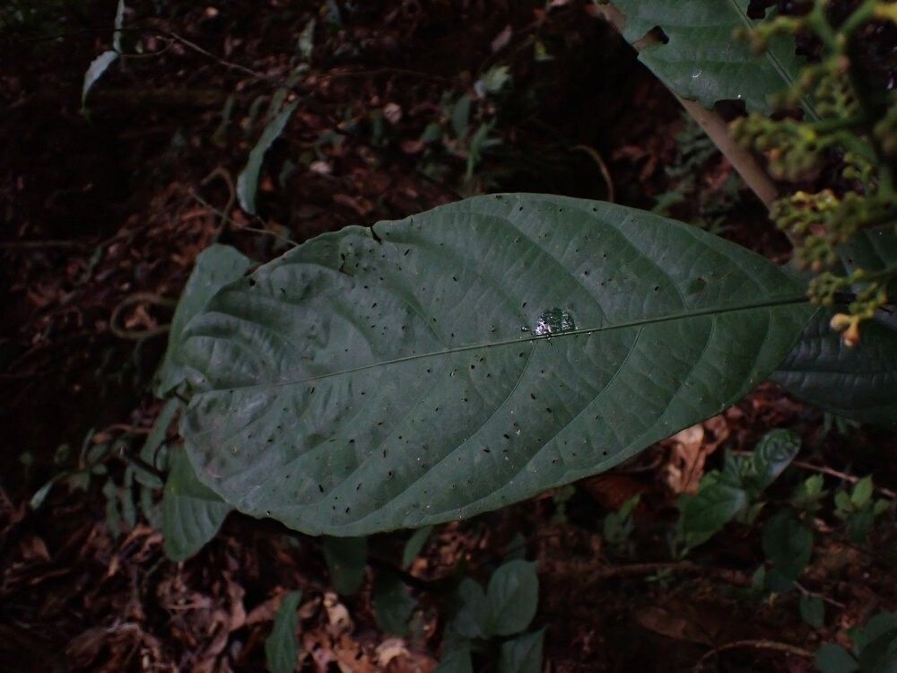 Rinorea gabunensis — houseplant care guide