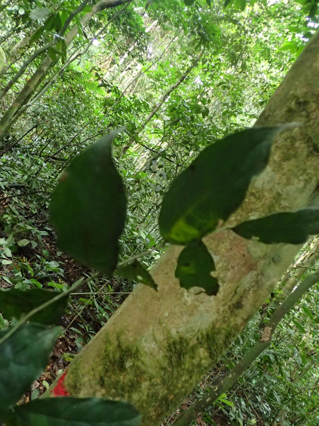 Drypetes floribunda leaf