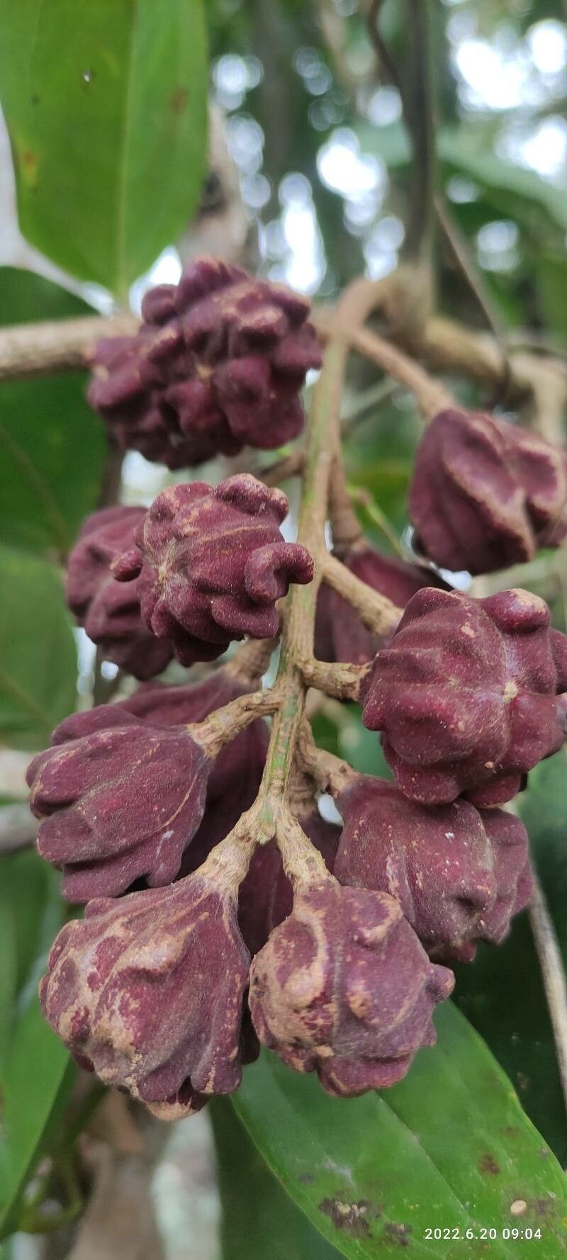 Guarea ciliata fruit