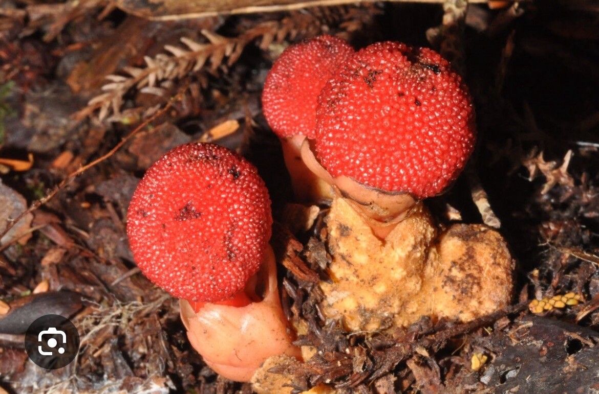 Balanophora japonica — related species from the same genus