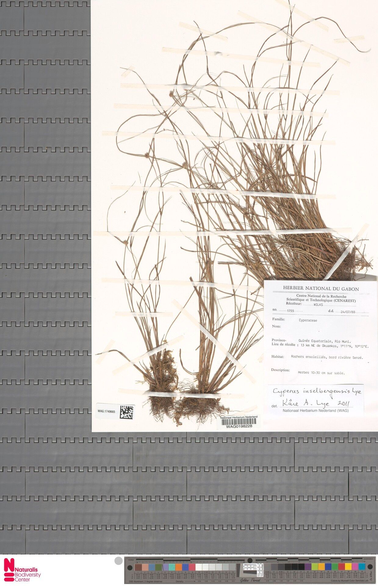 Cyperus inselbergensis — houseplant care guide