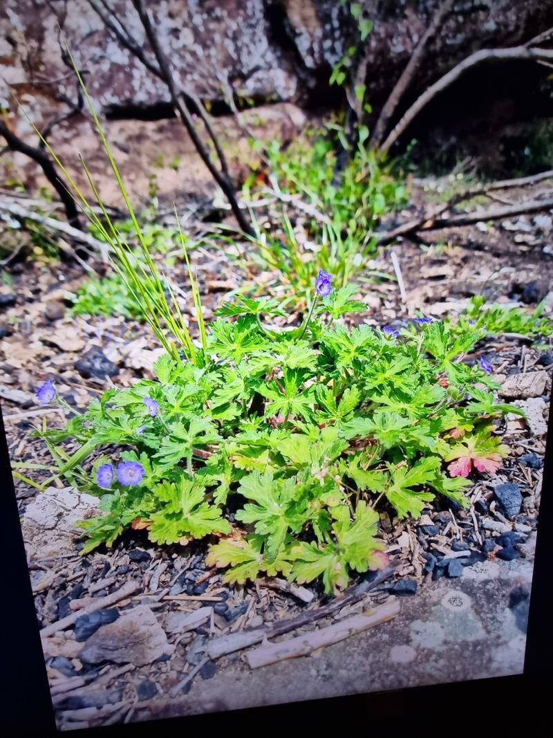 Geranium lanuginosum habit
